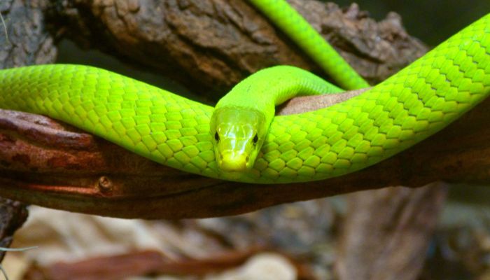 緑色の蛇