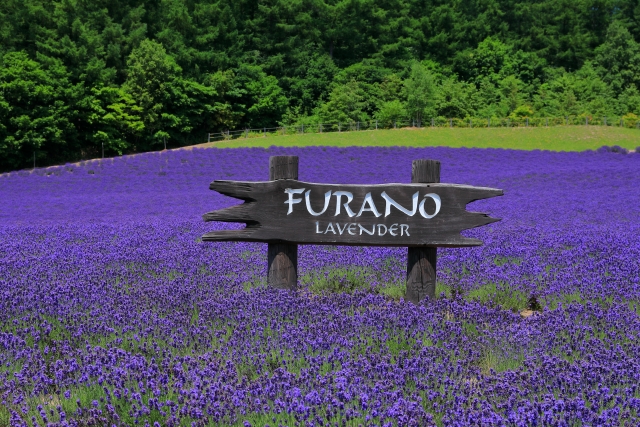富良野ラベンダー畑、富良野の看板あり